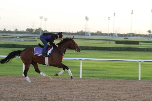 Suspicious Mind Meydan