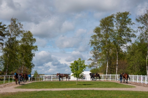 Ledvolt på Göteborg Galopp. Foto Stefan Olsson