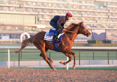 Meydan 191225 (E Rasmussen) Red Cactus