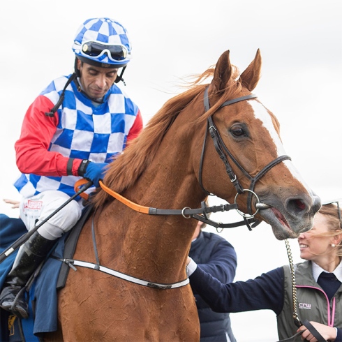 Ascot Brass square